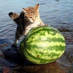 mrtheandrew's Avatar