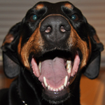 Doberman's Avatar