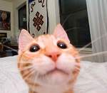 mokidii's Avatar